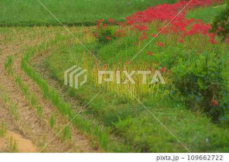 彼岸花が咲き乱れる京都のスポット亀岡市曽我部町 109662722