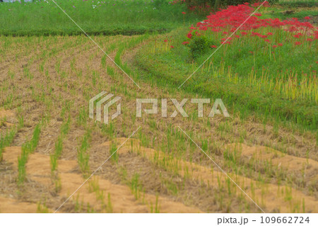 彼岸花が咲き乱れる京都のスポット亀岡市曽我部町 109662724