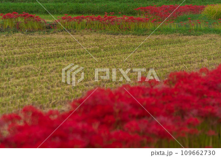 彼岸花が咲き乱れる京都のスポット亀岡市曽我部町 彼岸花が咲き乱れる京都のスポット亀岡市曽我部町 109662730