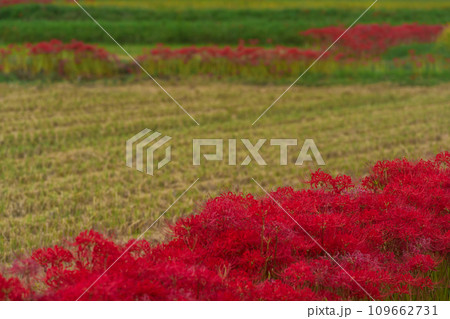 彼岸花が咲き乱れる京都のスポット亀岡市曽我部町 109662731