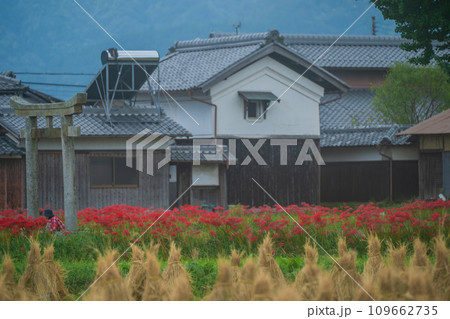 彼岸花が咲き乱れる京都のスポット亀岡市曽我部町 109662735