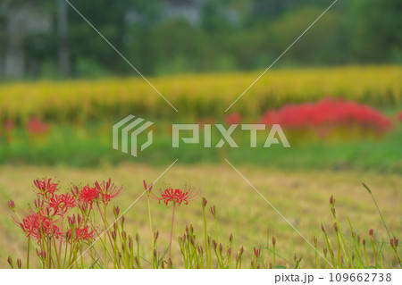 彼岸花が咲き乱れる京都のスポット亀岡市曽我部町 彼岸花が咲き乱れる京都のスポット亀岡市曽我部町 109662738