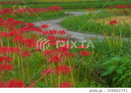 彼岸花が咲き乱れる京都のスポット亀岡市曽我部町 109662741