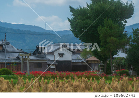 彼岸花が咲き乱れる京都のスポット亀岡市曽我部町 109662743