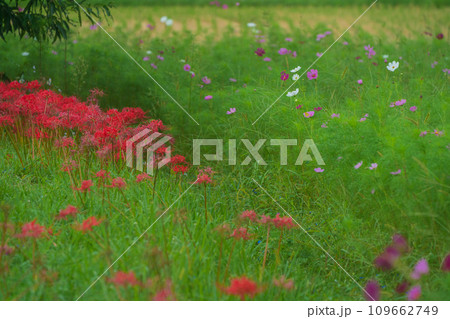 彼岸花が咲き乱れる京都のスポット亀岡市曽我部町 109662749