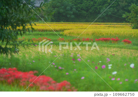 彼岸花が咲き乱れる京都のスポット亀岡市曽我部町 109662750