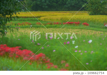 彼岸花が咲き乱れる京都のスポット亀岡市曽我部町 109662754