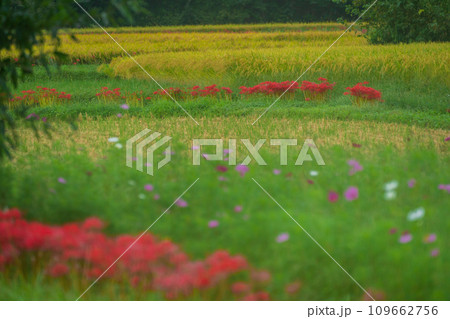 彼岸花が咲き乱れる京都のスポット亀岡市曽我部町 彼岸花が咲き乱れる京都のスポット亀岡市曽我部町 109662756