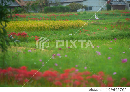 彼岸花が咲き乱れる京都のスポット亀岡市曽我部町 109662763