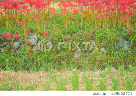 彼岸花が咲き乱れる京都のスポット亀岡市曽我部町 109662773