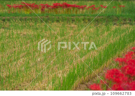 彼岸花が咲き乱れる京都のスポット亀岡市曽我部町 109662783