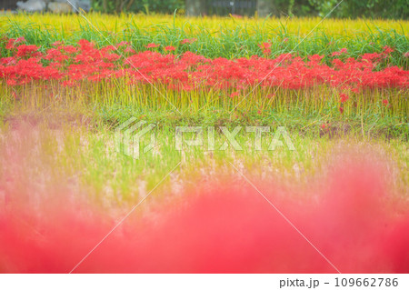 彼岸花が咲き乱れる京都のスポット亀岡市曽我部町 109662786
