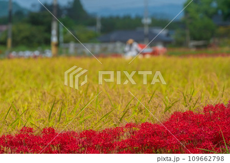 彼岸花が咲き乱れる京都のスポット亀岡市曽我部町 109662798