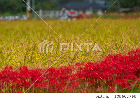彼岸花が咲き乱れる京都のスポット亀岡市曽我部町 彼岸花が咲き乱れる京都のスポット亀岡市曽我部町 109662799