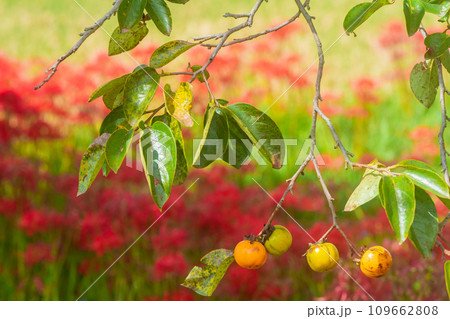 彼岸花が咲き乱れる京都のスポット亀岡市曽我部町 彼岸花が咲き乱れる京都のスポット亀岡市曽我部町 109662808
