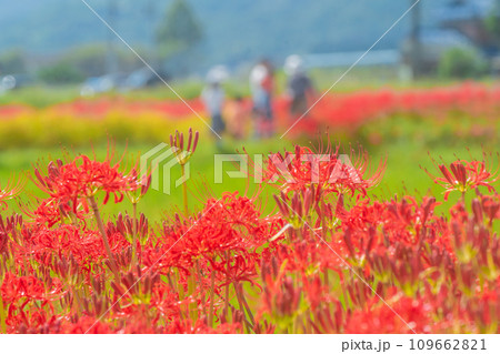 彼岸花が咲き乱れる京都のスポット亀岡市曽我部町 109662821