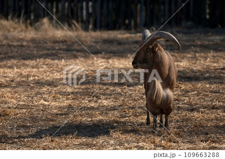 枯草の上に立つバーバリーシープ 109663288