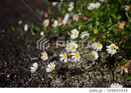 長く次々に咲き続けるこの花の和名は無休菊、またの名は、、源平小菊。 長く次々に咲き続けるこの花の和名は無休菊、またの名は、、源平小菊。 109663438