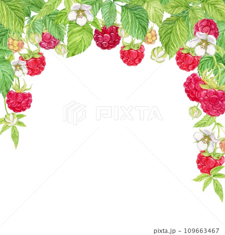 Composition of hanging raspberry branches. Watercolor red berries grow on branches, green leaves and flowers. Hanging from above is a bunch of garden berries, a harvest of natural products. 109663467