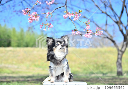 桜を見つめるチワワ　安行寒桜 109663562