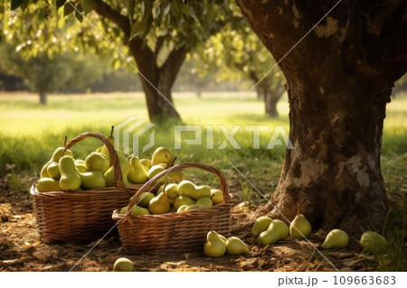Baskets full of pears under a tree in a pear orchard 109663683