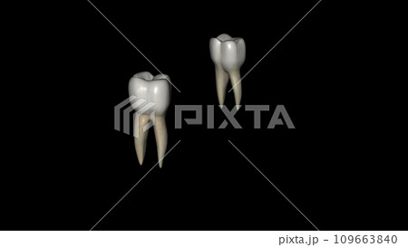 The mandibular second molar resembles the mandibular first permanent molar The mandibular second molar resembles the mandibular first permanent molar 109663840