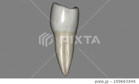 The mandibular second premolar is the tooth located distally from both the mandibular first premolars of the mouth The mandibular second premolar is the tooth located distally from both the mandibular first premolars of the mouth 109663848