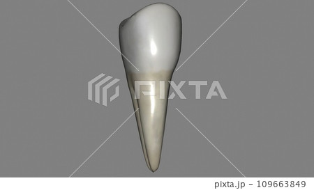 The mandibular second premolar is the tooth located distally from both the mandibular first premolars of the mouth The mandibular second premolar is the tooth located distally from both the mandibular first premolars of the mouth 109663849