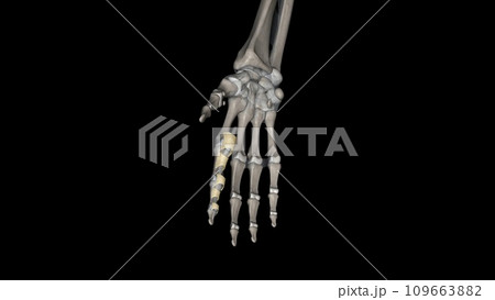 The annular ligament is a complex structure formed from the capsule, lateral collateral ligamentous complex 109663882
