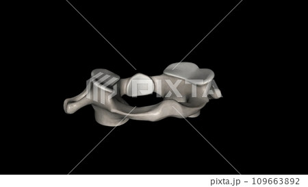 The atlas (plural: atlases) is the first cervical vertebra, commonly called C1 109663892