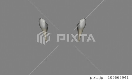 The mandibular canine is the tooth located distally from both mandibular lateral incisors The mandibular canine is the tooth located distally from both mandibular lateral incisors 109663941