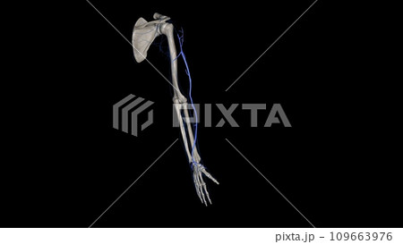 The cephalic vein is a superficial vein of the upper limb and it's one of the two main veins of the arm. 109663976