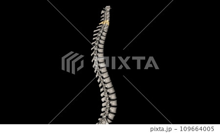 C5 provides sensation to the upper part of your upper arm down to your elbow C5 provides sensation to the upper part of your upper arm down to your elbow 109664005