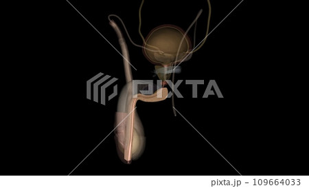 The corpus spongiosum surrounds the urethra The corpus spongiosum surrounds the urethra 109664033
