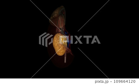 Fat renal sinus Adeps Sinus Renalis 109664120