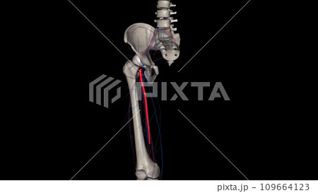 The femoral artery is a large artery in the thigh and the main arterial supply to the thigh and leg 109664123