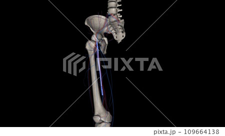 The femoral vein is a large vessel inside each thigh The femoral vein is a large vessel inside each thigh 109664138