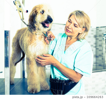 Woman hairdresser cuts Afghan puppy Shepherd in beauty salon for animals 109664263