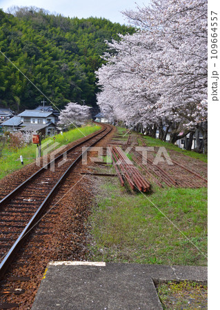 桜景　錦川鉄道　清流新岩国駅付近 109664557