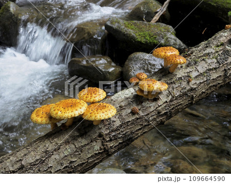 ヌメリスギタケ 109664590