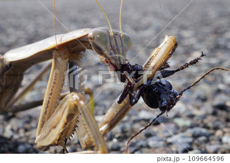 オオカマキリ 109664596