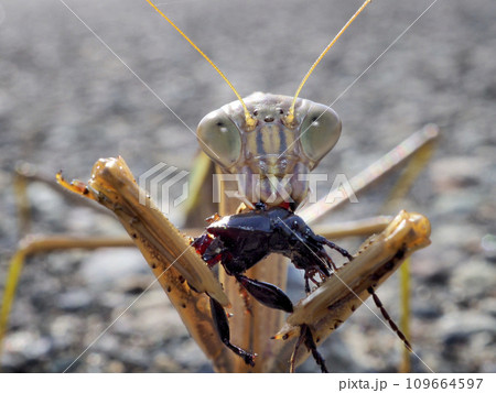 オオカマキリ 109664597