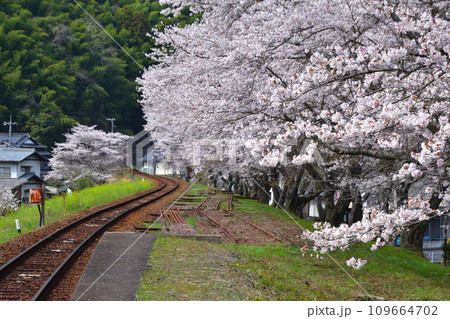 桜景　錦川鉄道　清流新岩国駅付近 109664702