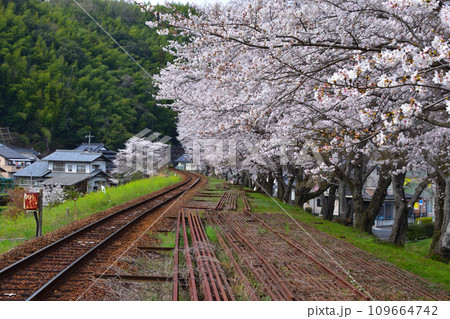 桜景　錦川鉄道　清流新岩国駅付近 109664742