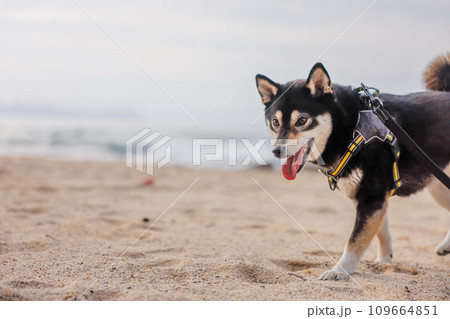 海辺を散歩する柴犬 海辺を散歩する柴犬 109664851