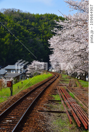 桜景　錦川鉄道　清流新岩国駅付近 109664907