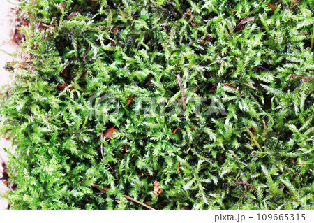 green moss texture green moss texture 109665315