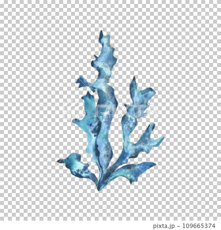 A branch of sea corals, turquoise and blue algae. Hand drawn watercolor illustration. Underwater world, sea clipart for decoration and design. Isolated element on white background. A branch of sea corals, turquoise and blue algae. Hand drawn watercolor illustration. Underwater world, sea clipart for decoration and design. Isolated element on white background. 109665374