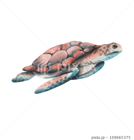 Sea turtle of coral and turquoise, blue color. Hand drawn watercolor illustration. Underwater world, sea clipart for decoration and design. Isolated element on white background. Sea turtle of coral and turquoise, blue color. Hand drawn watercolor illustration. Underwater world, sea clipart for decoration and design. Isolated element on white background. 109665375