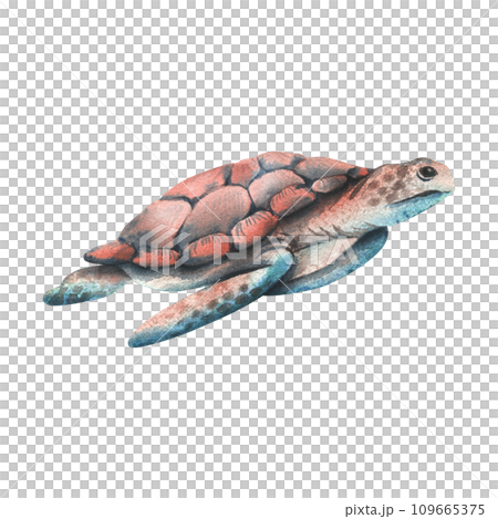 Sea turtle of coral and turquoise, blue color. Hand drawn watercolor illustration. Underwater world, sea clipart for decoration and design. Isolated element on white background. Sea turtle of coral and turquoise, blue color. Hand drawn watercolor illustration. Underwater world, sea clipart for decoration and design. Isolated element on white background. 109665375